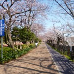 3-26名古屋桜