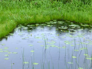 7-25月山花4