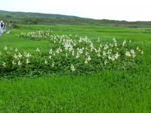 7-25月山花2